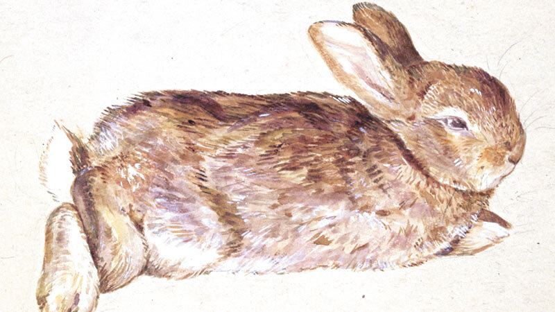 Beatrix Potter rajza nyuszijáról, Peterről - forrás: peterrabbit.com