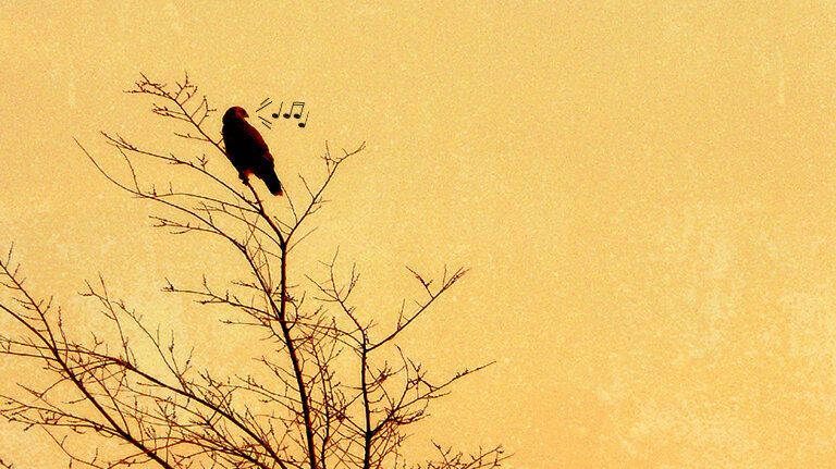 madár zene