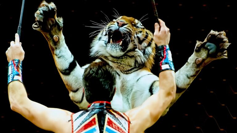 Cirkuszi tigris és idomára - forrás: Piqsels.com