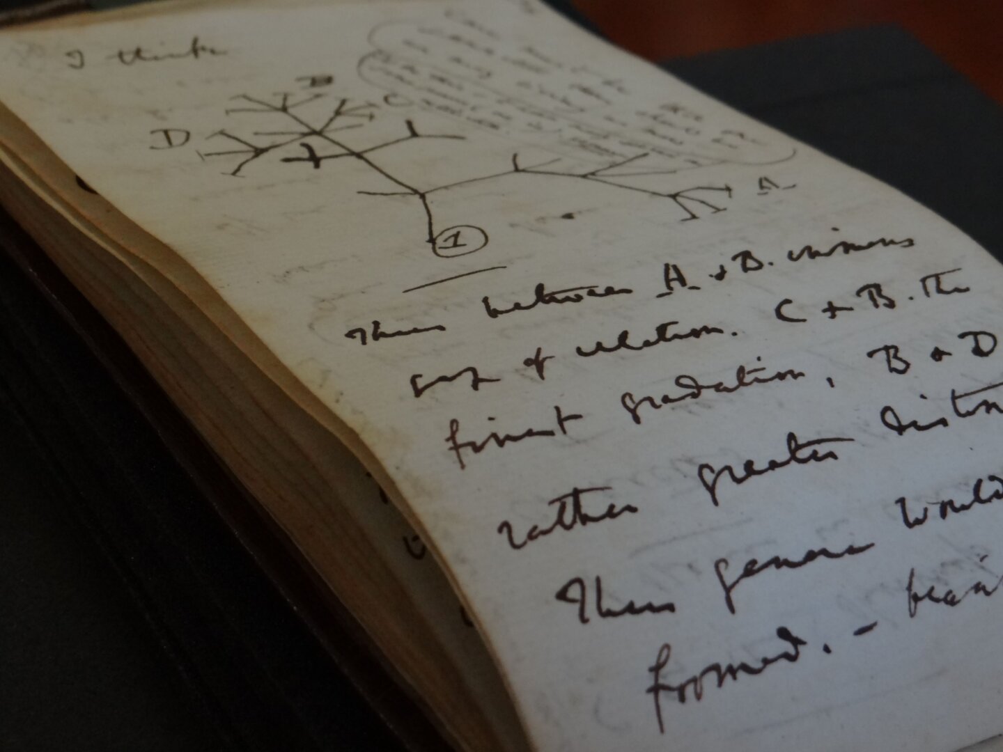 Darwin naplójának egy oldala, rajta az élet fájának vázlata -1837 forrás: University of Cambridge /fotó: Stuart Roberts