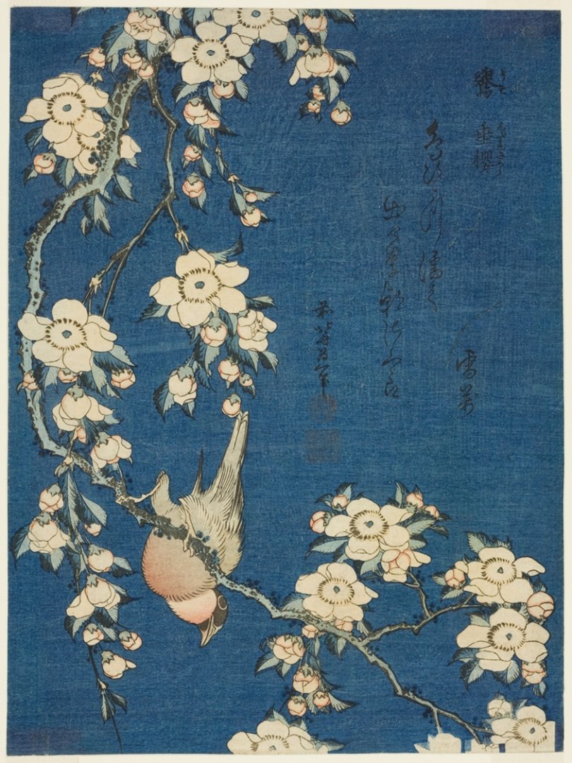Hokuszai: Süvöltő és cseresznyevirág - forrás: wikipedia