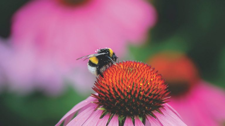 méh és virág - forrás: pexels/Matthias Zomer
