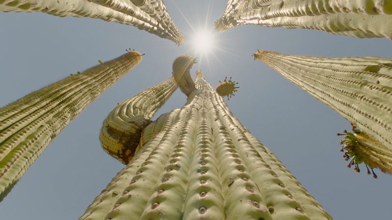 Kaktusz Hotel
