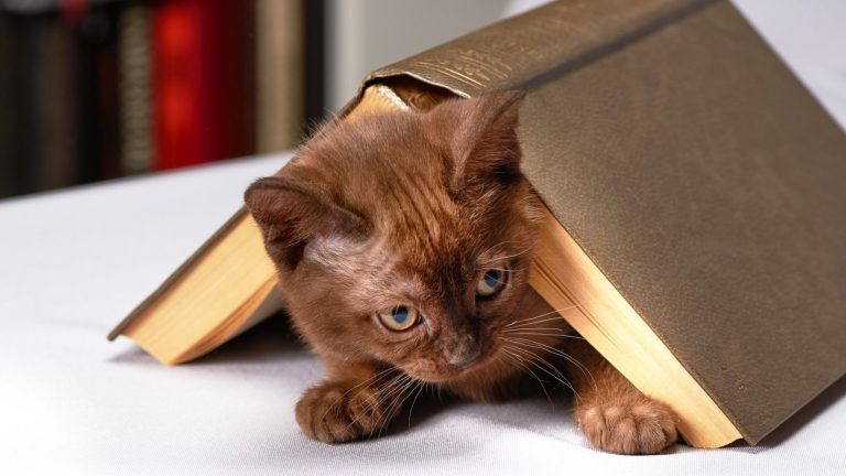 macska és könyv - forrás: pixabay