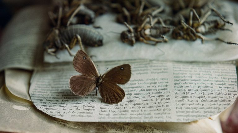 Looking for Satyrus - fotó: Rena Effendi